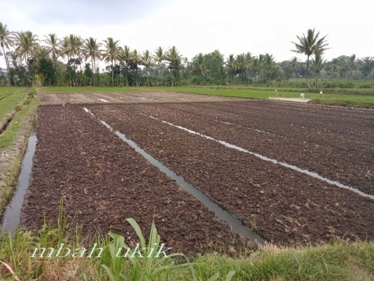 No: 6 Lahan diairi. Dokpri