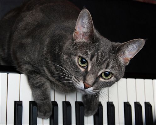 Sumber : fingersonblast.com - Nora the piano cat