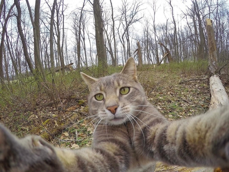 Sumber: Screenshot from akun instagram yoremahm - Kucing Manny doyan selfie