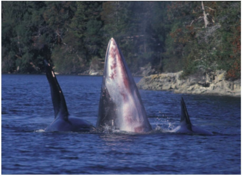 Gambar 3. Paus pembunuh sedang memburu mangsanya, paus tombak.Sumber: Ford, 2009.