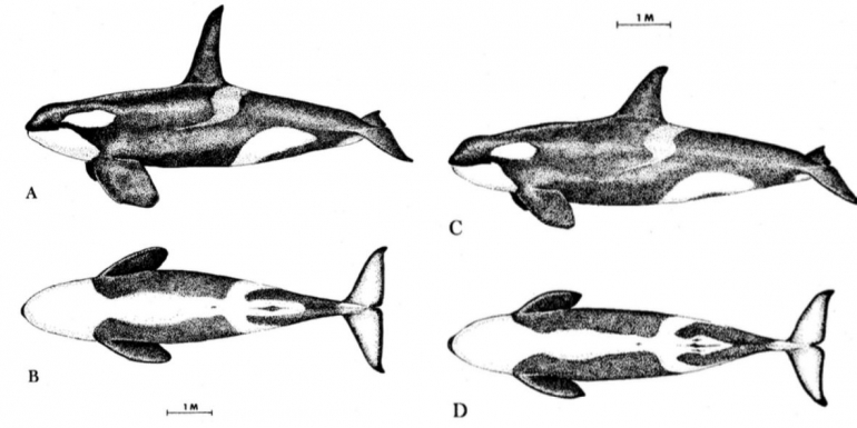 Gambar 1. Morfologi Paus Pembunuh. Ket: bagian lateral dan ventral pada (A,B) jantan dan  (C,D) betina.Sumber: Heyning & Dalheim, 1988.