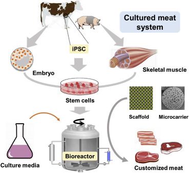 Salah satu metode pembuatan daging buatan. Sumber: Zhang et al (2020)
