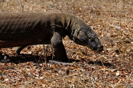 Sang Komodo di Pulau Komodo. Sumber: koleksi pribadi