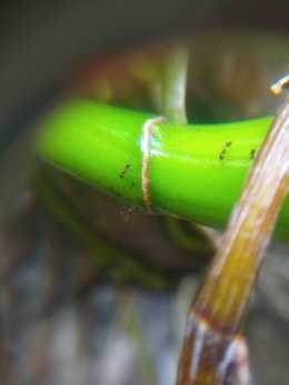 Dokpri foto Eko Irawan dunia semut