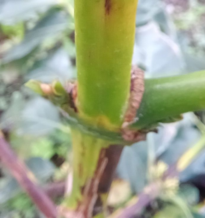 Potong cabang kopi : Zaini,. Memotong salah satu cabang kopinya untuk hasilkan batang dan cabang kopi yang kokoh dengan jumlah buah lebih banyak dan lebih besar . Foto. Koleksi pribadi