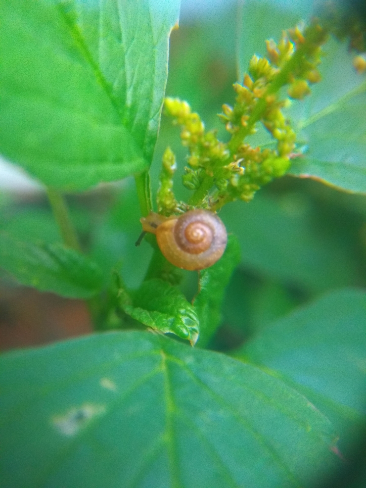 Dokpri foto Eko Irawan : siput mungil