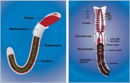 Gambar 1. Anatomi eksternal (kiri) & internal (kanan) Riftia pachyptila [Sumber: Arp, 2001]