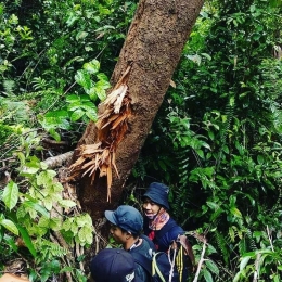 Bekas cakar beruang madu di pohon kayu yang dijumpai tim survei ketika survei di Hutan Desa Nipah Kuning. Foto : Yayasan Palung.