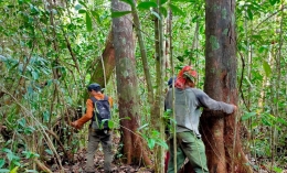 Saat tim survei melakukan analisa vegetasi yang tujuannnya untuk mengetahui jenis tumbuhan dan berapa ukurannya. (Foto dok : Hendri/Yayasan Palung).