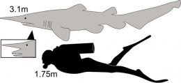Perbandingan ukuran manusia dengan goblin shark [Sumber: wikipedia.com]