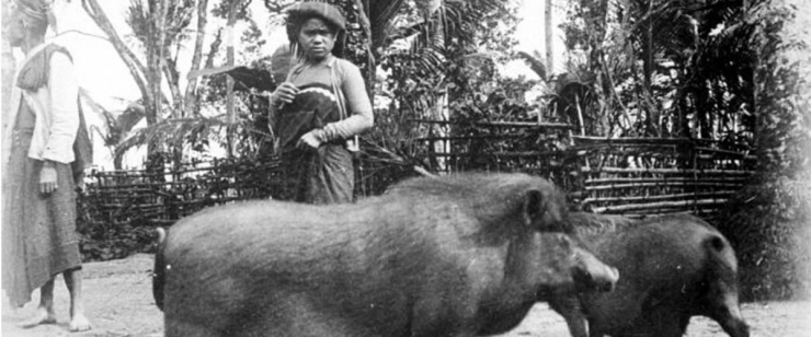 Orang Batak dan babinya sekitar tahun 1920-an (Foto: historia.id/tropen museum)