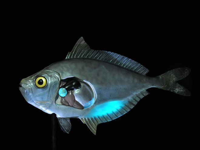Mengenal Bota Laut Bakteri yang Bercahaya Photobacterium Mengenal Bota Laut Bakteri yang Bercahaya Photobacterium