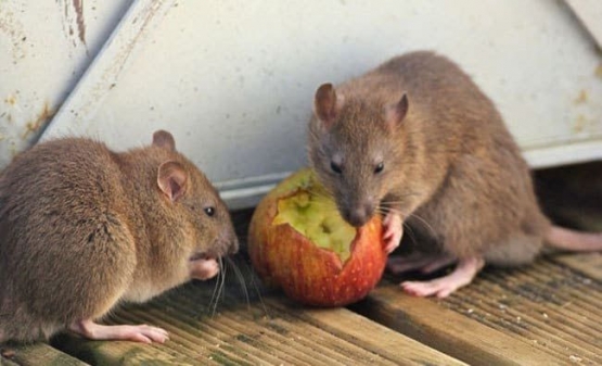 Tikus makan (sumber gambar: hellosehat.com)