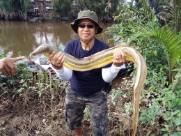 Paman Anum dari Banjarmasin, sahabat saya menemukan ikan eksotik. Semoga lestari (foto: dokpri)