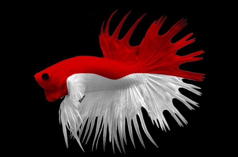 Betta Fish