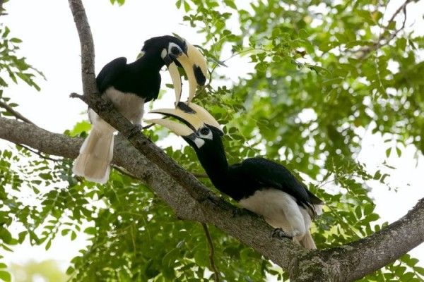 Burung enggang hidup berpasangan di pohon pohon di Kalimantan/istockphoto.com