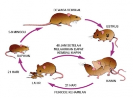 Siklus hidup Tikus yang cepat. (Gambar:pestpatro/Caeu Rahu Tentang Penyakit Tikus dan Lalat) l) 