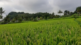 Buruan, Gianyar - Bali | dok. pribadi