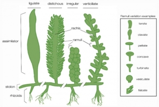 Kaluga viloyatidagi fohishalar: narxlar Kaluga viloyatidagi fohishalar: narxlar