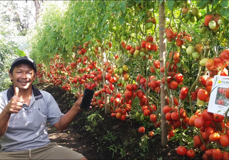 Petani Tomat Kani F1 di Sumatera Utara (Sumber: Triberkatagro.com)