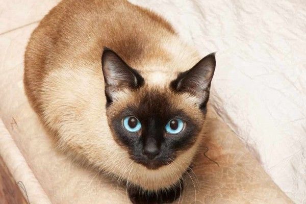 Salah satu jenis Kucing, kucing Siam. (Source: Serghei Starush)