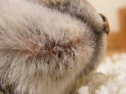 Inilah jerawat pada dagu kucing. (Source: meowmagz.com)