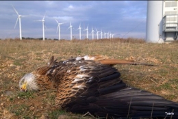 39,000 turbin angin di Amerika Serikat telah membunuh 440,000 burung di tahun 2009 (Sumber: savetheeaglesinternational.org)
