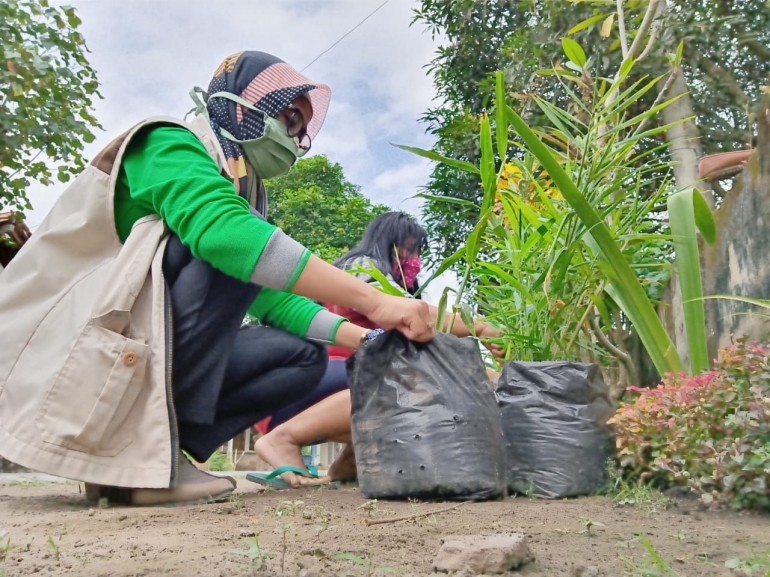 Penanaman tanaman obat di pekarangan rumah KPM Desa Sumbersari  Kec. Udanawu (sumber : Pendamping PKH Udanawu)