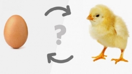 lebih dulu mana ayam atau telur? | tribunnews