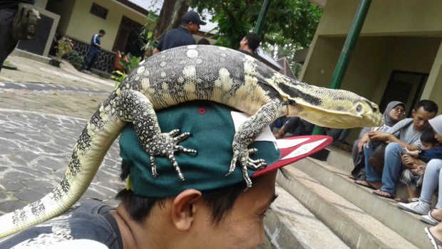 Pecinta reptil mendapatkan stigma negatif karena menyukai hewan kadal. Sumber foto : Aldo/beritasatu.com