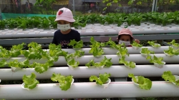 Anak-anak sedang berkunjung ke kebun sayur hidroponik.