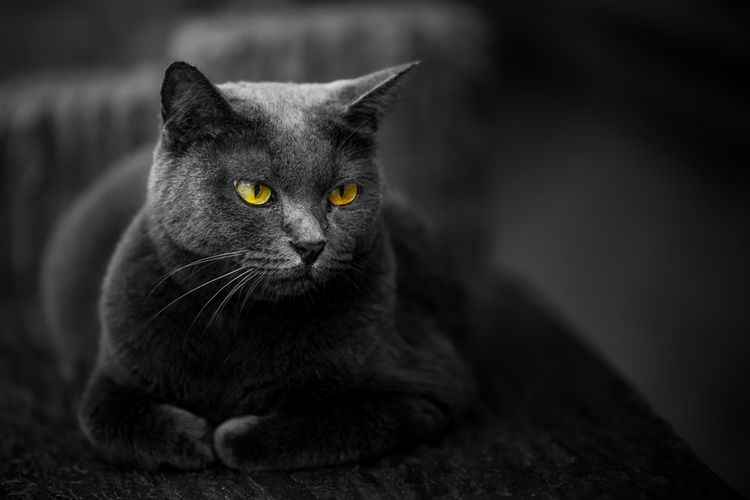 ilustrasi kucing hitam(Shutterstock/Ekachai)