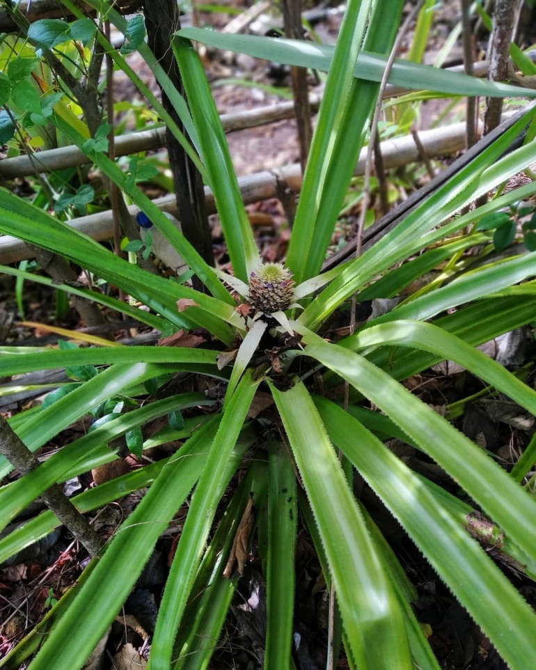 Nanas yang sedang tumbuh di kebun (dokpri)