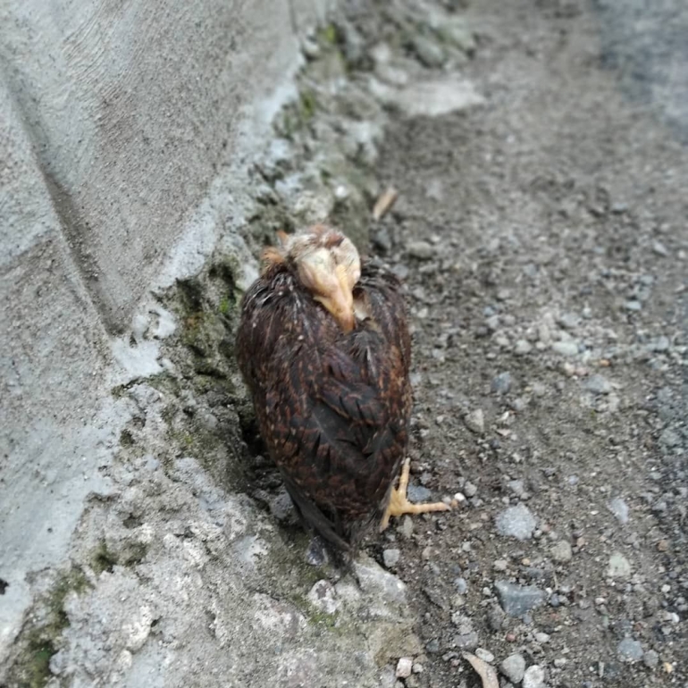 Anak ayam yang sedang tidur (dokpri)