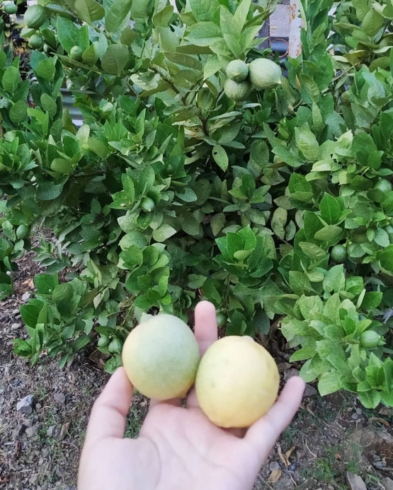 Hasil jeruk yang ditanam nenek saya (dokpri)