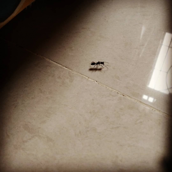 Semut yang ketahuan menyelinap ke kamar saya! (dokpri)