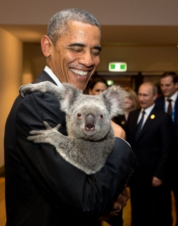 Mantan Presiden Amerika Serikat Barack Obama mengendong Koala pada KTT G-20 tahun 2014 - Foto diambil dari Atlas Obscura. Milik: Pete Souza/Public Domain