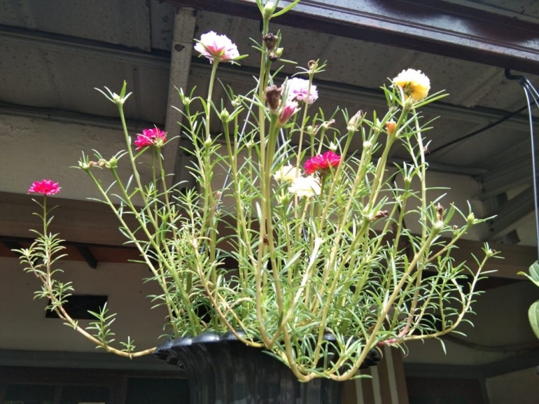 bunga warna warni yang ditanam istri (Dokpri)