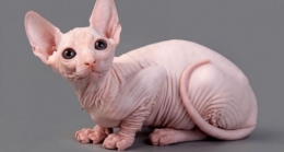 Kucing Sphynx. salah satu jenis kucing yang memiliki bulu tipis. (Sumber: kucingpedia.com)
