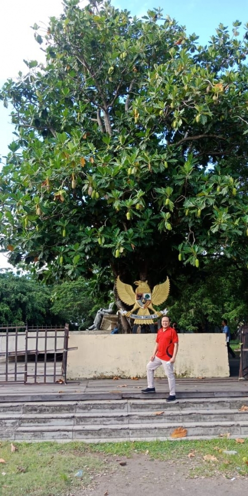 Pohon Sukun di Ende foto Pribadi