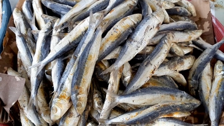 Ikan Asin Layang Produk Perikanan yang Perlu Dipasarkan Ikan Asin Layang Produk Perikanan yang Perlu Dipasarkan
