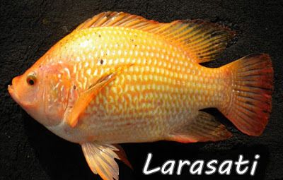 ikan nila larasati sumber : satkerpbiatjantiklaten.wordpress.com