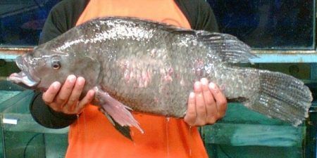ikan nila salina sumber Jitunews.com
