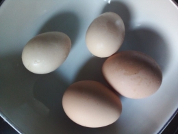 Perbedaan Telur Ayam Kampung dan Ayam Broiler atau Ras, Dari Bentuk Berbeda/ dokpri