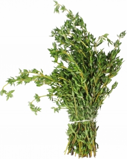 Thyme_Anonymous