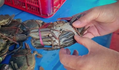 Cara Memilih Kepiting yang Gemuk ala Dapoer Om Iffat | Dokument Pribadi