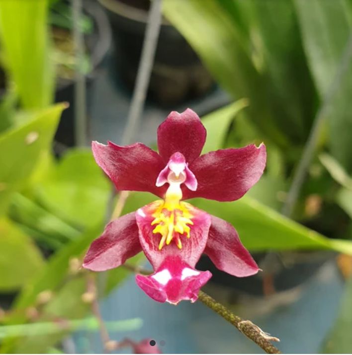 Mekar bersemi untuk bangsa (hana orchid) 