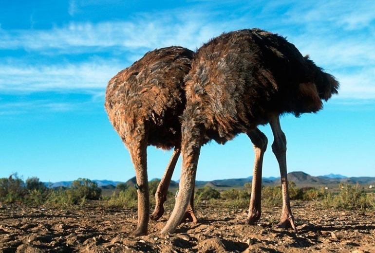 Burung Unta, konon dikabarkan mengubur kepala mereka jika melihat pemangsa (Sumber: Getty Images)