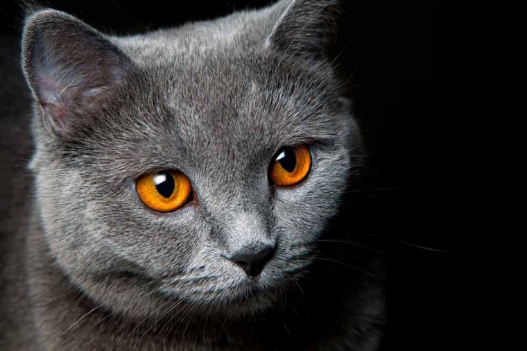 Kucing Odd Eyes yang Menawan Halaman 1 - Kompasiana.com