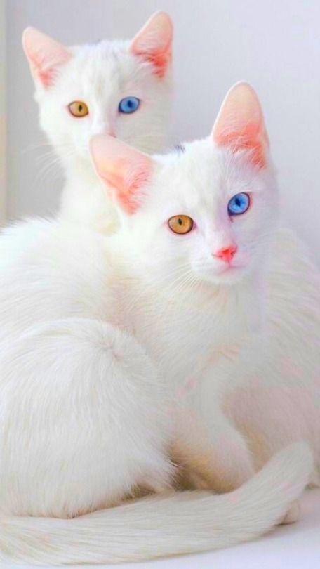 Warna biru pada odd eyes disebabkan karena tidak adanya melanosit, sedangkan warna mata lainnya tergantung pada level melanosit yang dihasilkan pada iris. Sumber: Pinterest